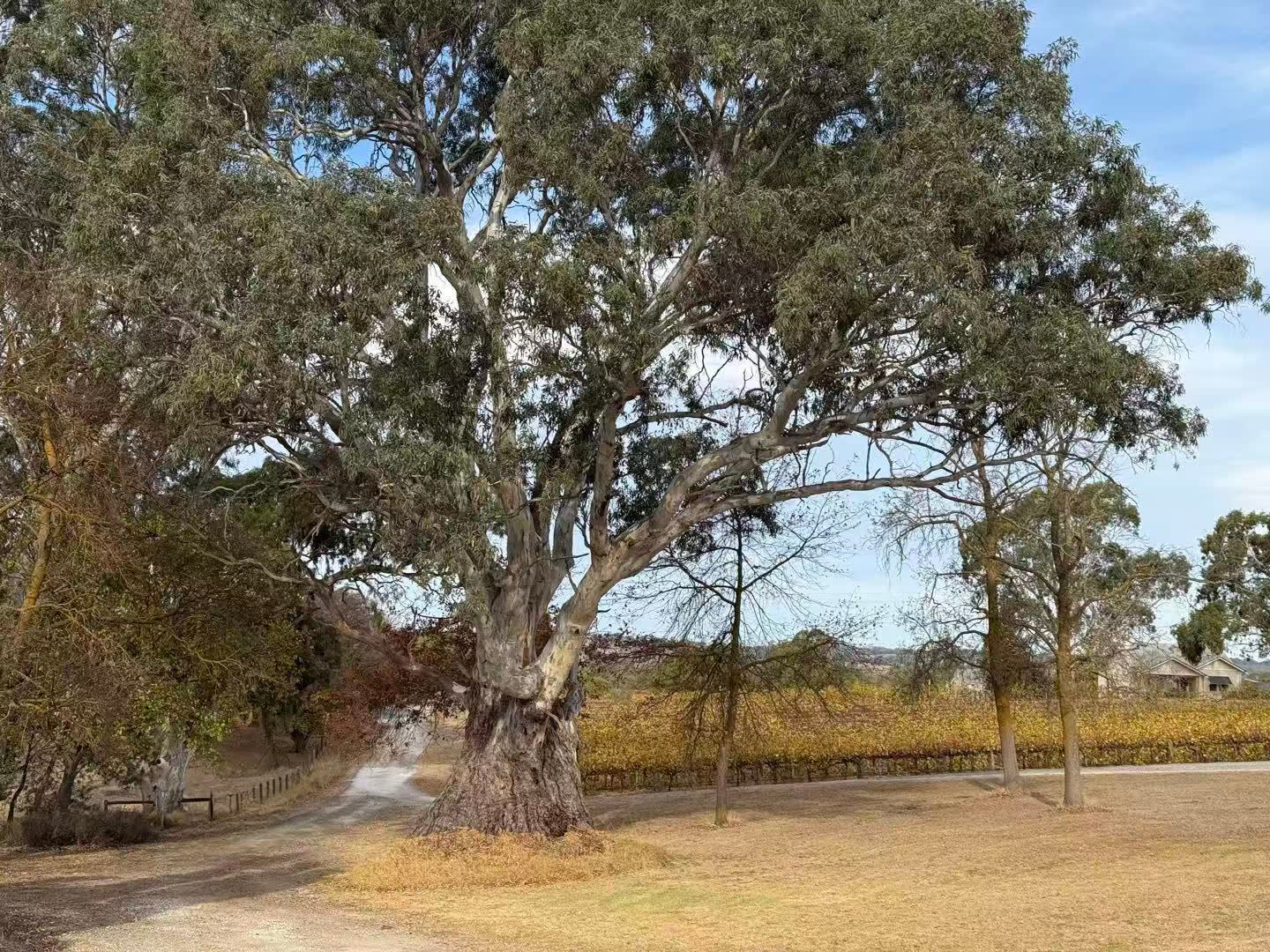 Mature eucalyptus tree overlooking the Kadenge Estate vineyard