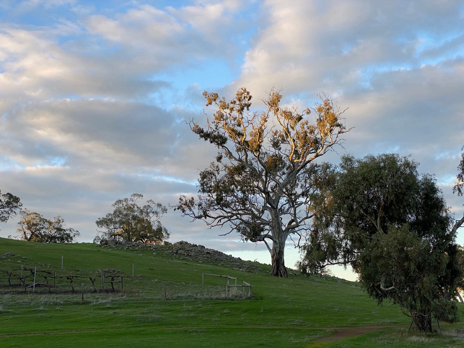 Mature estate tree on green land