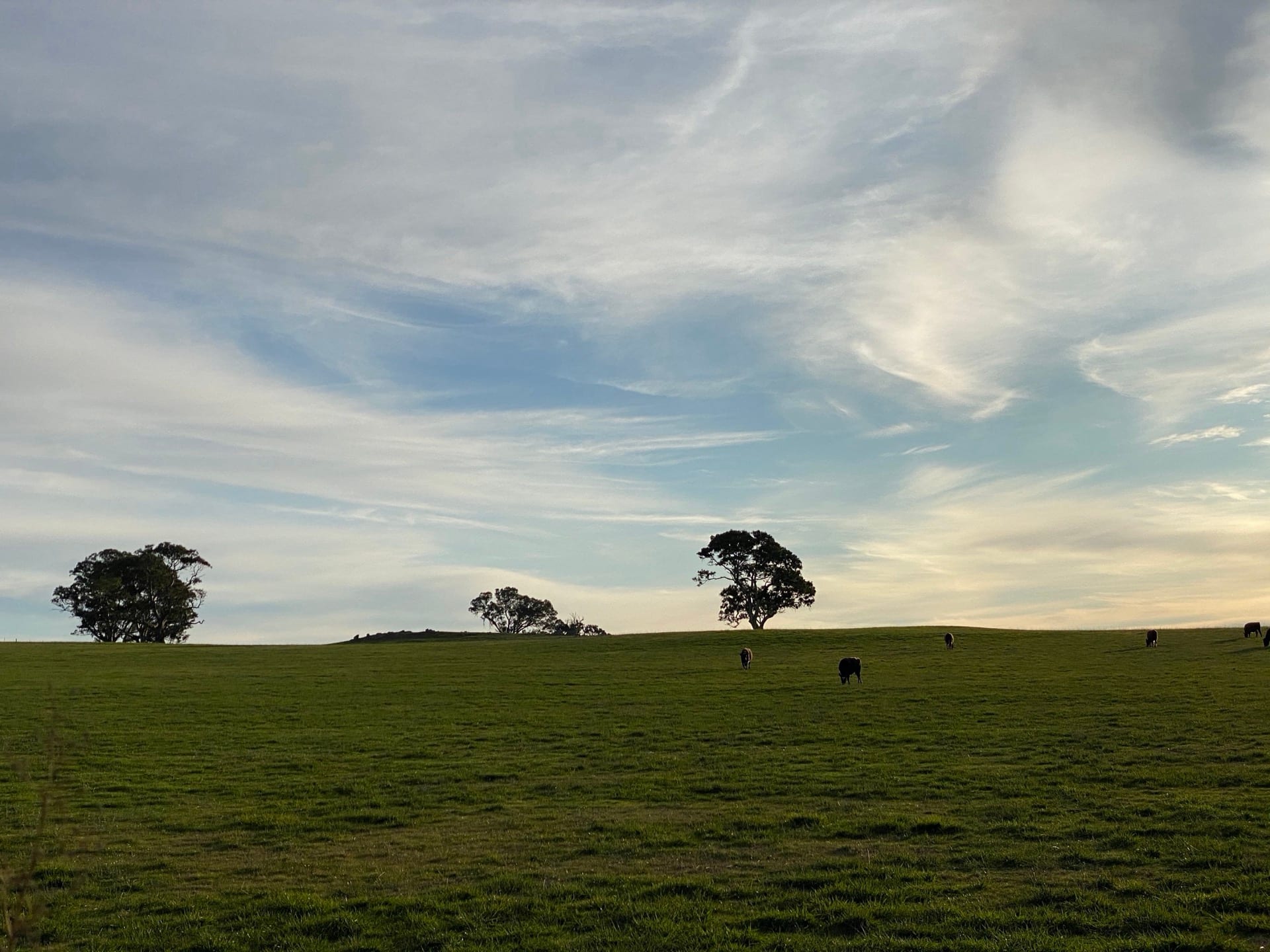 Green Barossa hills with cattle and wide sky near the estate