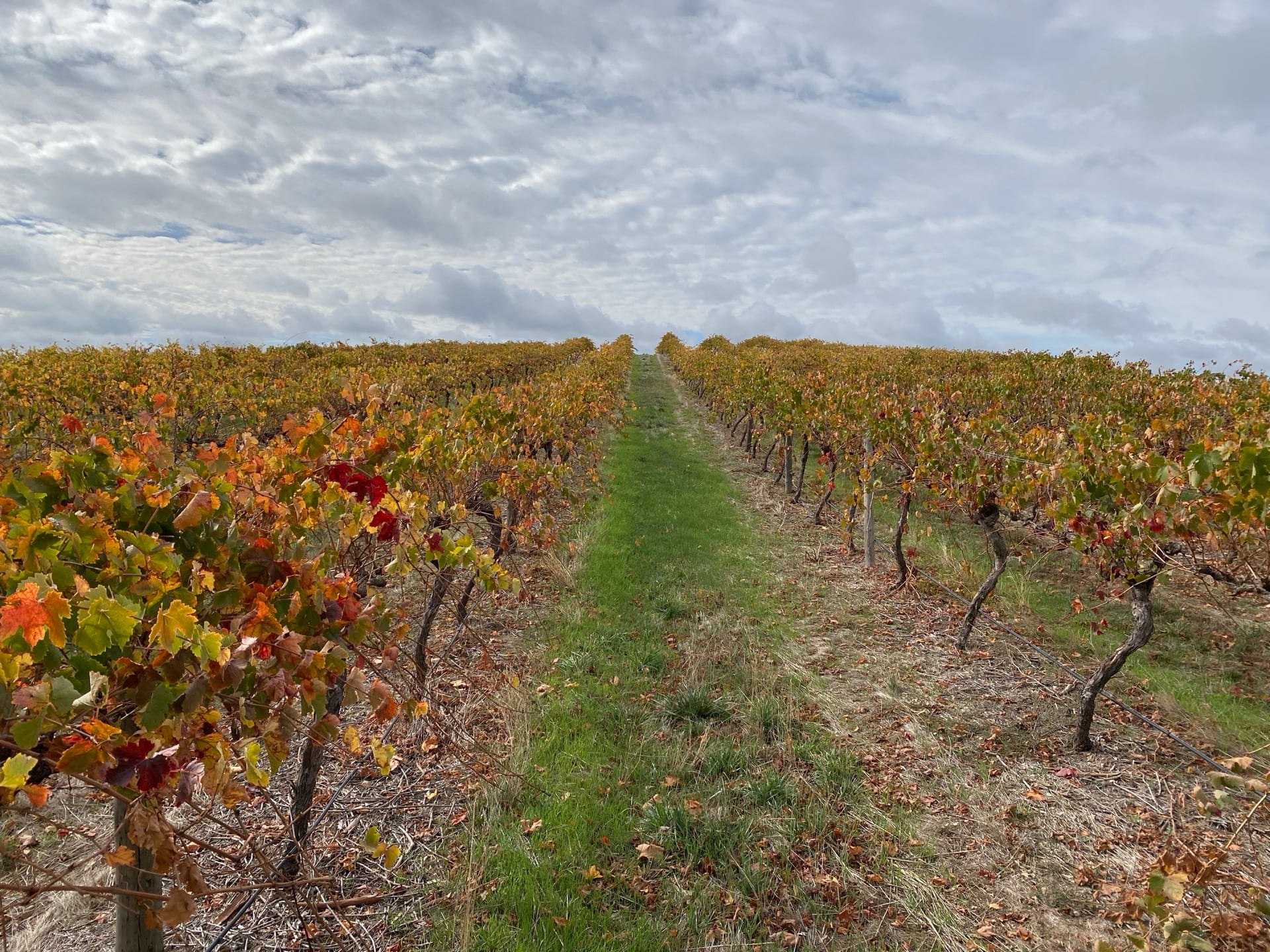 Autumn vineyard rows at 408 Flaxmans Valley Road