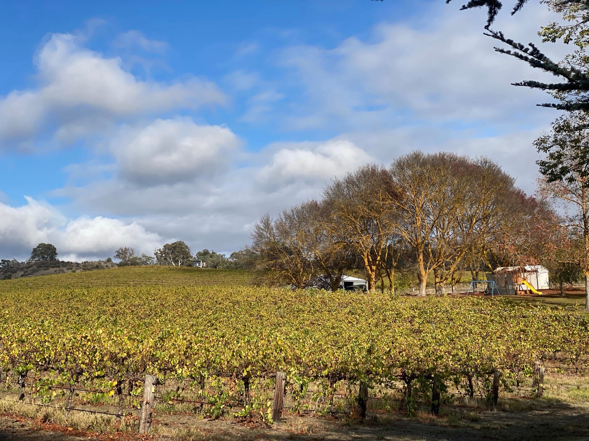 Kadenge Estate vineyard with trees and homestead view