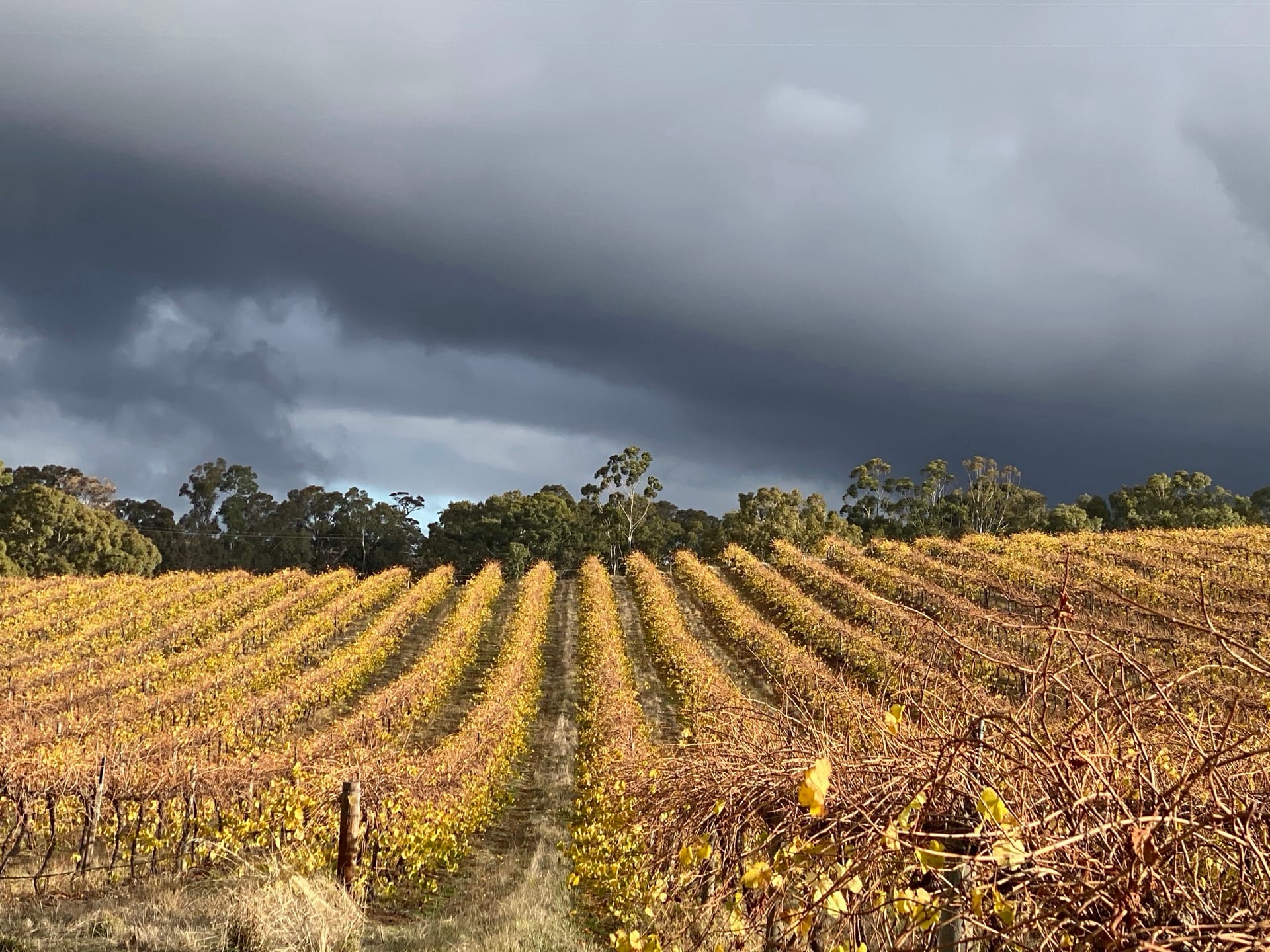 Vineyard rows under dramatic storm clouds