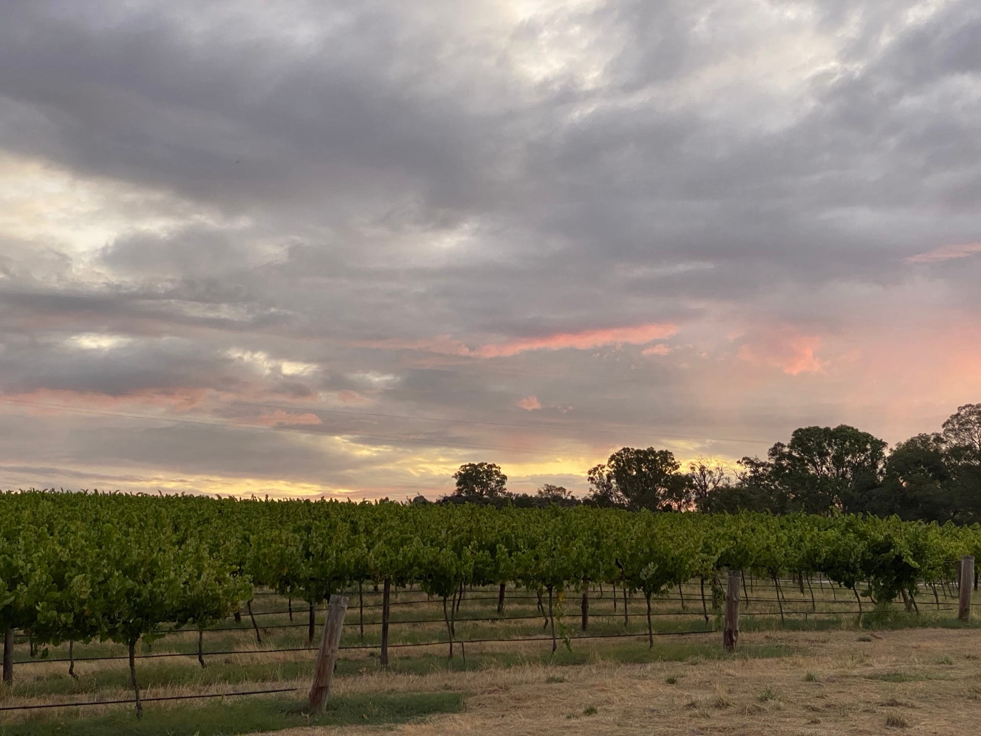 Sunset over Kadenge Estate vineyard rows